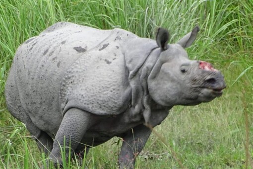 The doctor looking after the seriously injured Rhino informed that the animal is doing fine and there has been no maggot formation in the injured area. (Image: News18/special arrangement)
