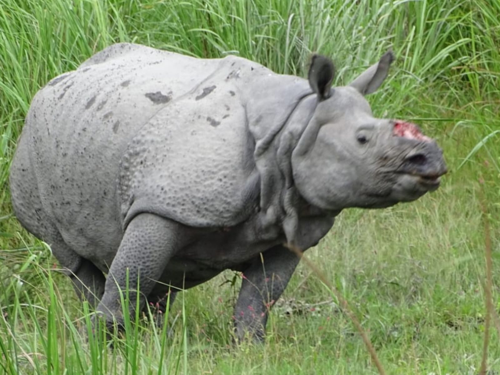 20th Century The Indian Tuscany Terracotta Rhino from Assam for sale at  Pamono