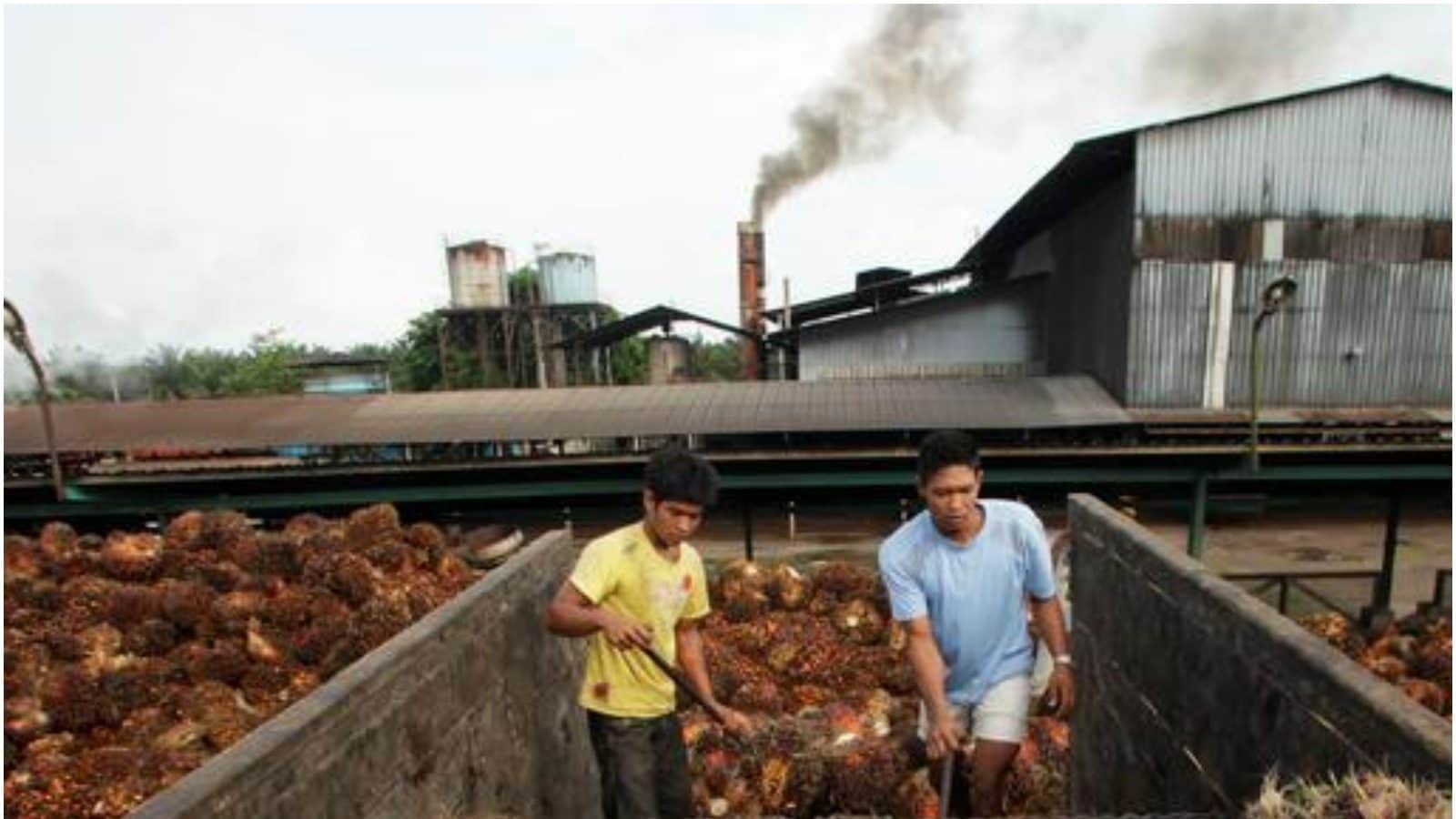 Petani Indonesia memprotes larangan ekspor minyak sawit