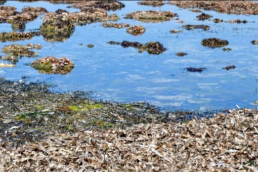 Lungs of the Mediterranean' in Tunisia at Risk Due to Climate Change Lungs of the Mediterranean' in Tunisia at Risk Due to Climate Change