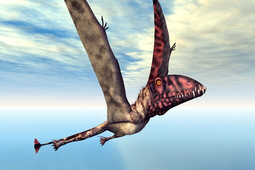 Dragon of Death': Giant Flying Dinosaur with 30-foot Wingspan Dug up in Argentina Dragon of Death': Giant Flying Dinosaur with 30-foot Wingspan Dug up in Argentina