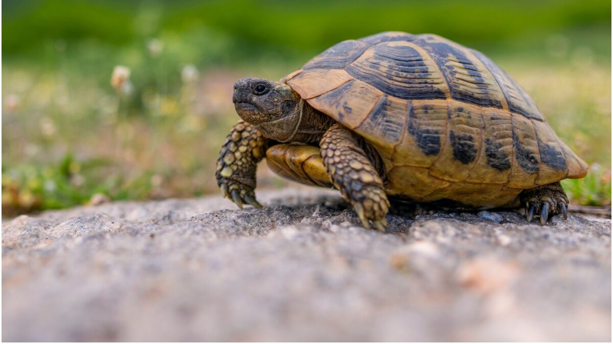 Why Do We Celebrate World Turtle Day? History, Significance ...