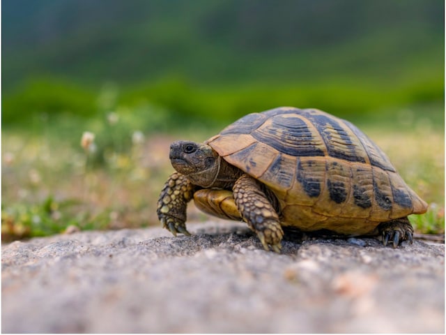 Why Do We Celebrate World Turtle Day? History, Significance 