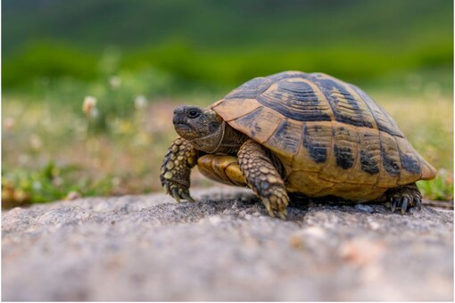 Why Do We Celebrate World Turtle Day? History, Significance ...