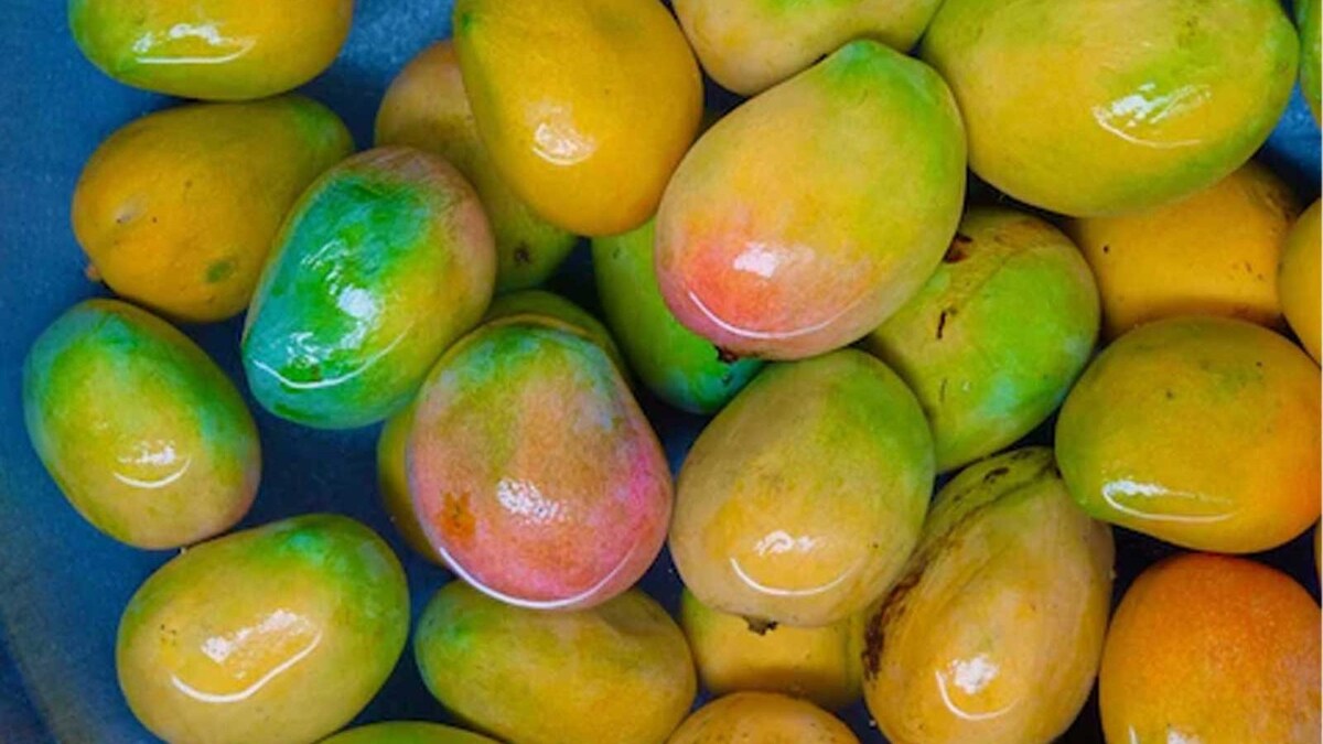 Why You Must Soak Mangoes in Water Before Eating Them