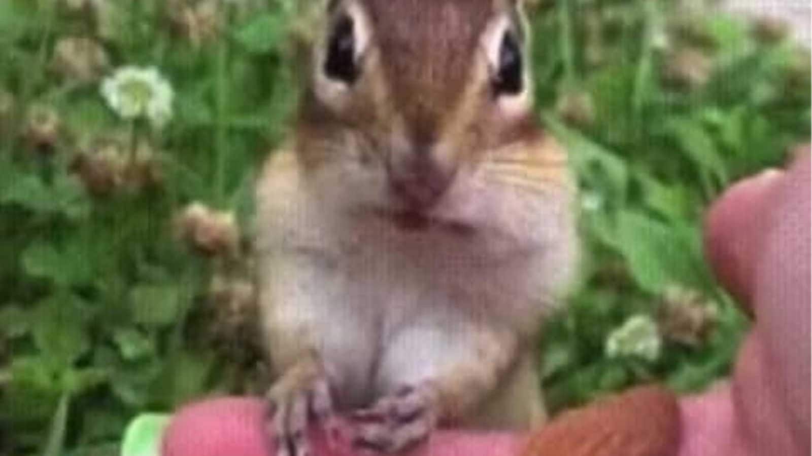 Watch: Squirrel Tastes Almonds for the First Time, Video Goes Viral