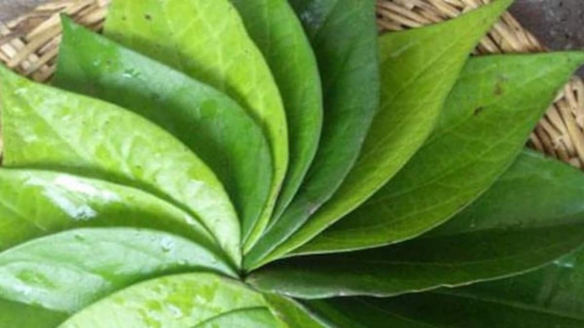 From Enhancing Digestion To Working As Analgesic, The Innumerable Benefits Of Betel Leaf