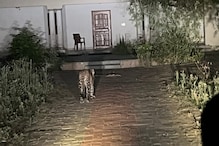 Gujarat: Leopard Mauls Visually Impaired Woman to Death Near Gir Wildlife Sanctuary