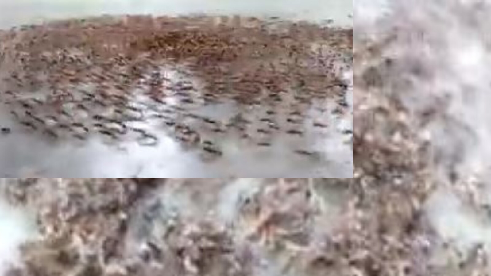 Did you know ants sometimes move in circles till they die from exhaustion? | watch