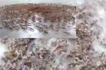 Did You Know Ants Sometimes Move in Circles Till they Die from Exhaustion? | WATCH