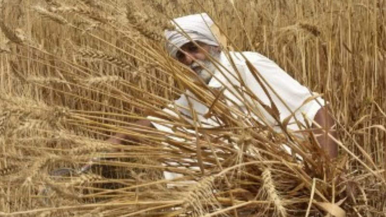 Wheat Prices Hit Record High in European Trading After India Bans Export  Due to Scorching Heatwave