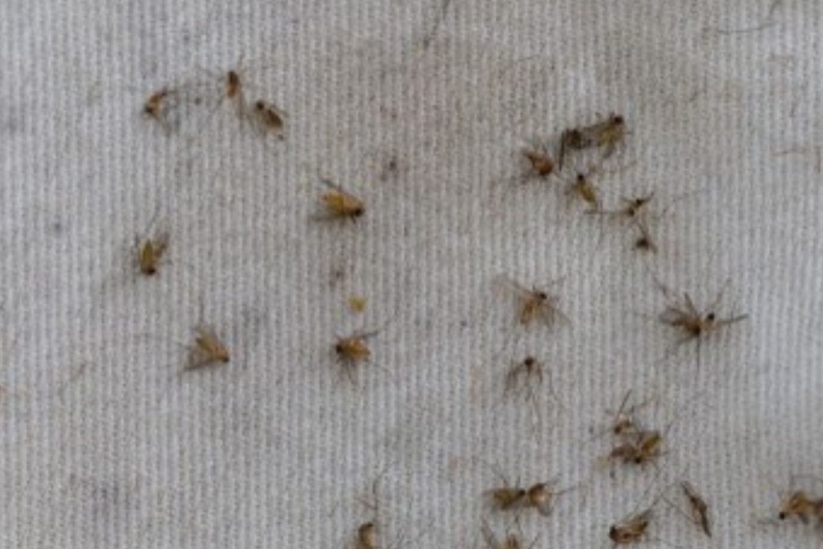 Kerala Man Dies of West Nile Virus | Know All About the Mosquito-borne  Disease, its Symptoms
