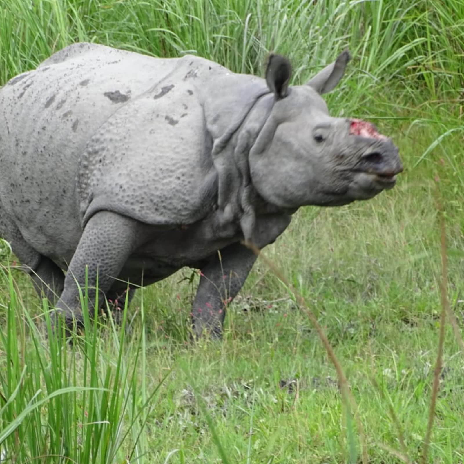 Rhino Wanders Around With Bleeding Nose After Poacher Cuts off Horn in Assam's Orang National Park Rhino Wanders Around With Bleeding Nose After Poacher Cuts off Horn in Assam's Orang National Park