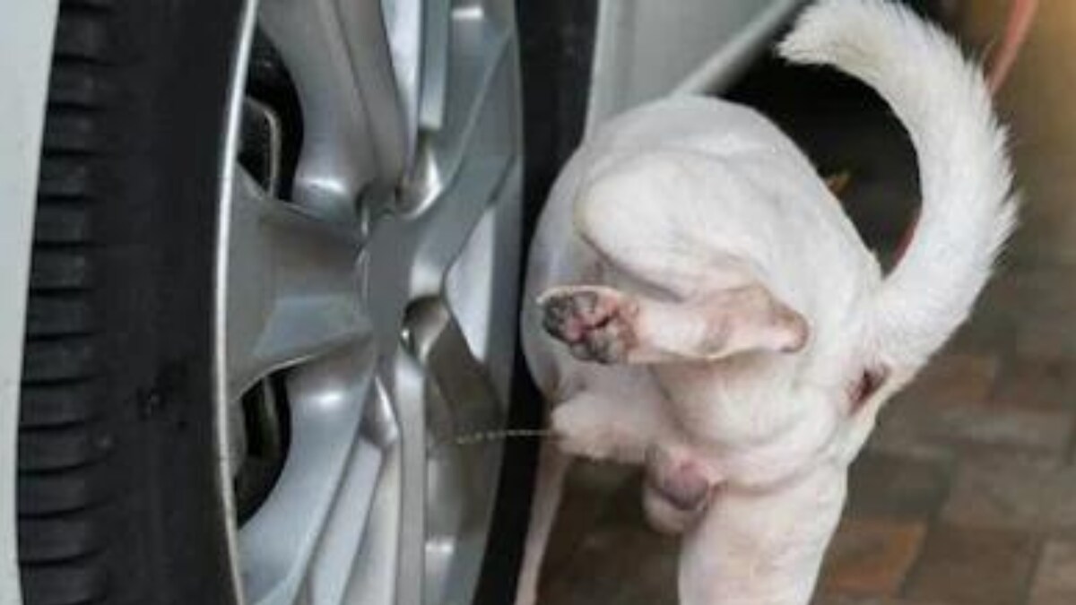 Why Dogs Always Pee On Poles Or Car Tyres - News18