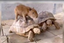Watch: Capybara Enjoys an Unconventional Ride on a Tortoise, Internet Loves it