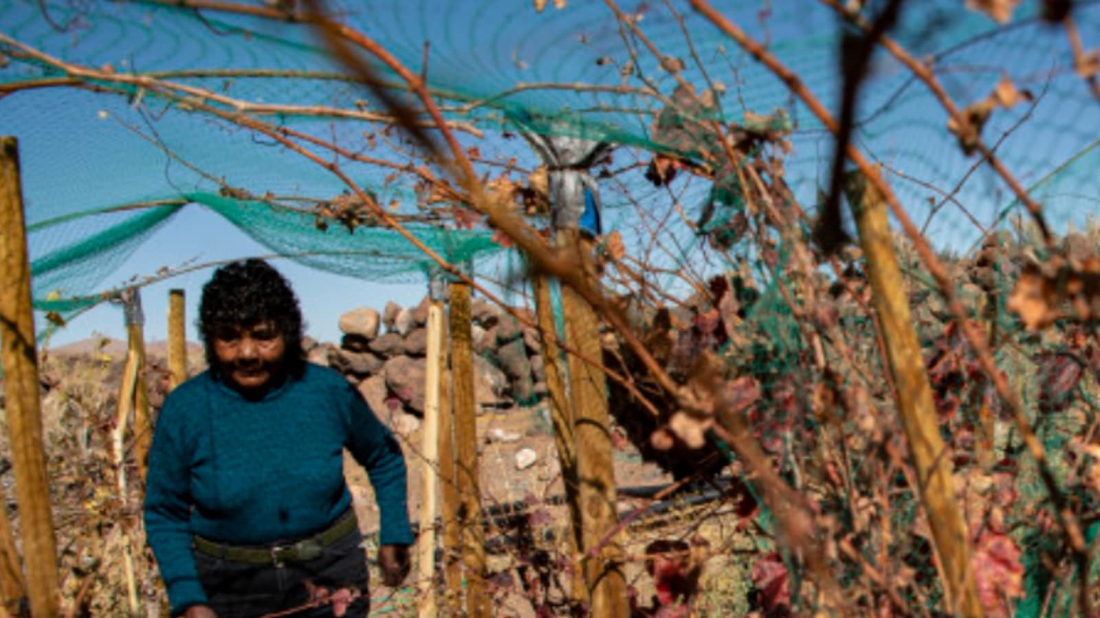 Agricultores chilenos explotan viñedos en el medio desierto de Atacama