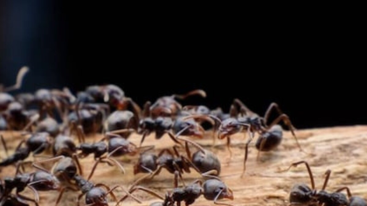 Ants Never Sleep, Can Decide If They Want Wings; Know More Interesting Facts