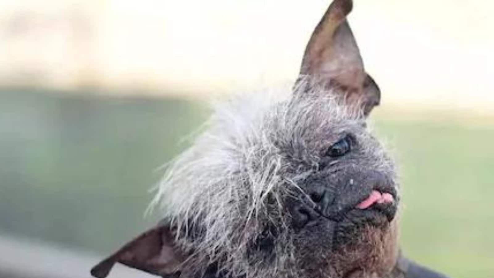 Про страшную собаку. Голландская овчарка Квазимодо. Уродливая лысая собака. Китайская хохлатая уродливая.