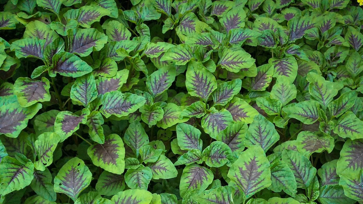 Fighting Cancer to Lowering Cholesterol The Many Benefits of Amaranth