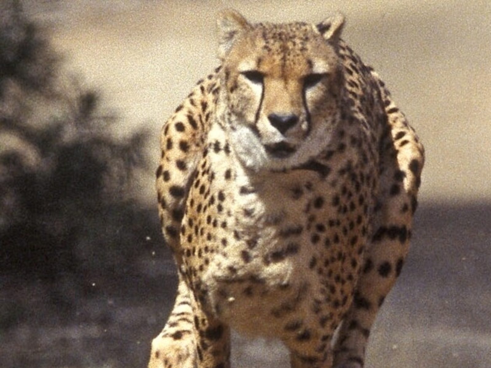 Spot Them Again Soon: Plans to Introduce Cheetahs from Africa Hasten, First One to Be Here by August Spot Them Again Soon: Plans to Introduce Cheetahs from Africa Hasten, First One to Be Here by August