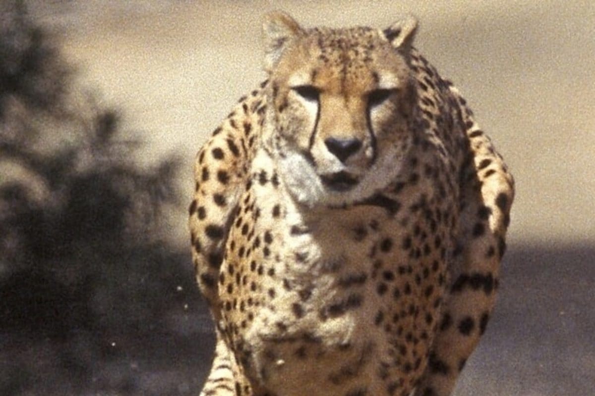 Spot Them Again Soon: Plans to Introduce Cheetahs from Africa Hasten, First One to Be Here by August Spot Them Again Soon: Plans to Introduce Cheetahs from Africa Hasten, First One to Be Here by August