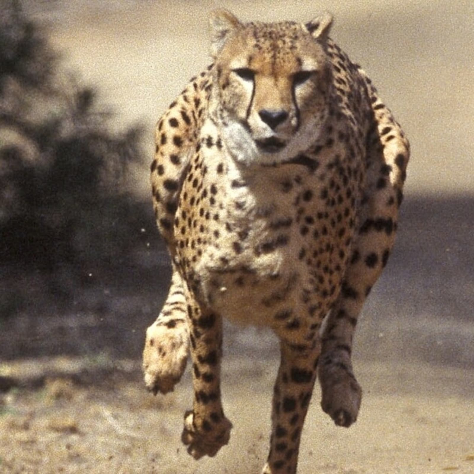 Spot Them Again Soon: Plans to Introduce Cheetahs from Africa Hasten, First One to Be Here by August Spot Them Again Soon: Plans to Introduce Cheetahs from Africa Hasten, First One to Be Here by August