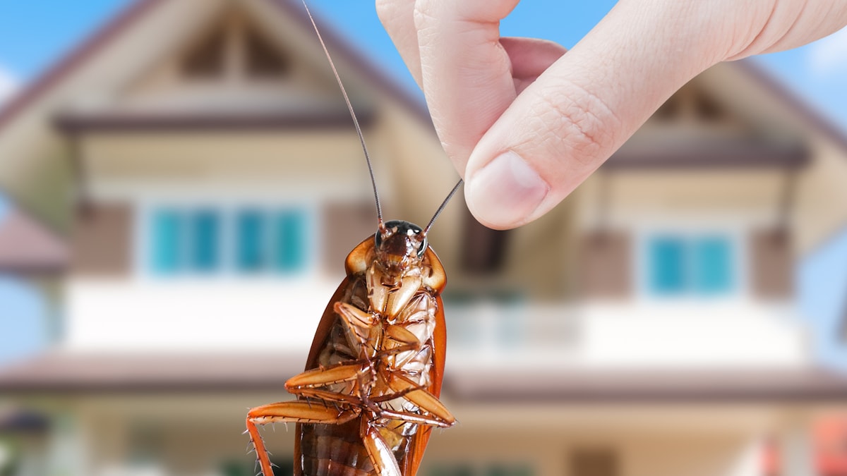 This Us Company Will Pay You Rs 15 Lakh To Release 100 Cockroaches