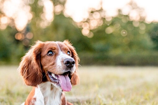 how can you tell a dog is happy