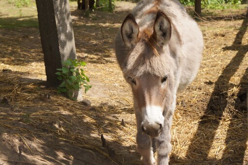 China to Import Dogs and Donkeys from Pakistan China to Import Dogs and Donkeys from Pakistan