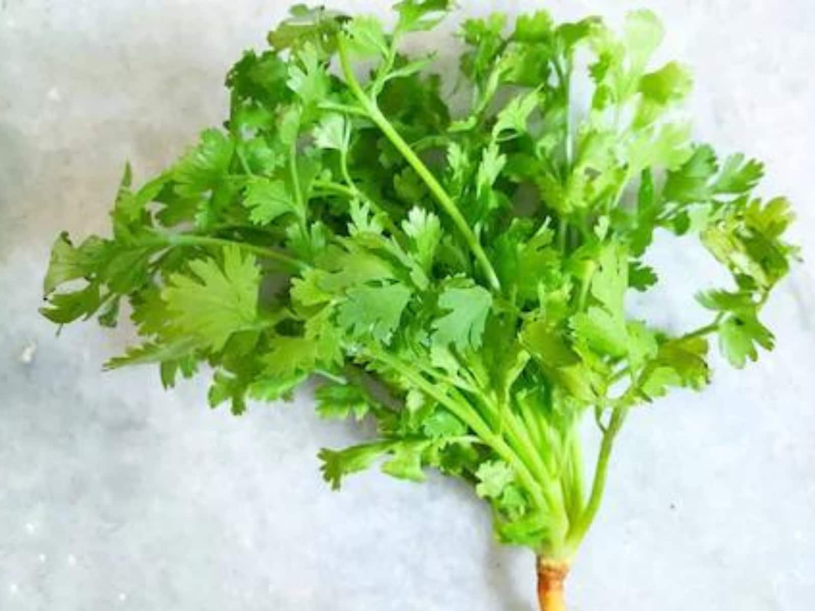 5 Health Benefits Of Consuming Coriander Leaves