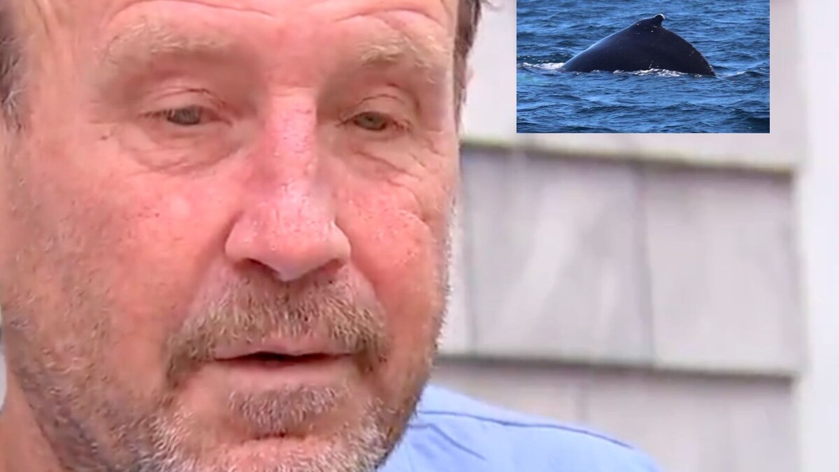 Diver Swallowed by Humpback Whale in US Survives to Narrate the