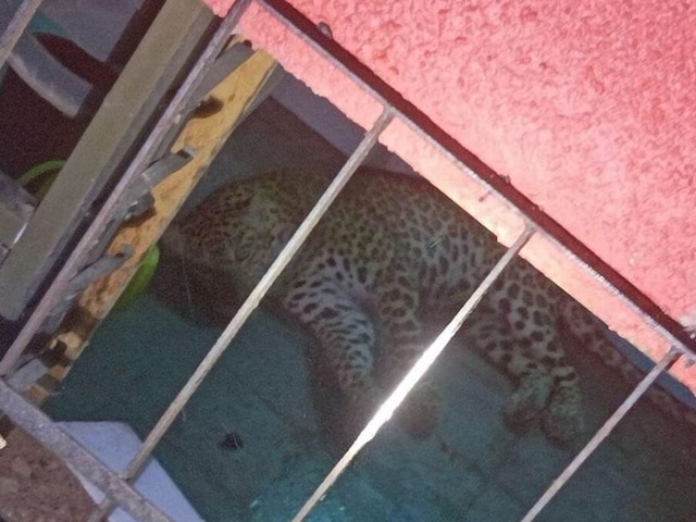 Leopard Rescued From Mumbai School's Washroom After 3-hour Operation. (Image: Facebook)