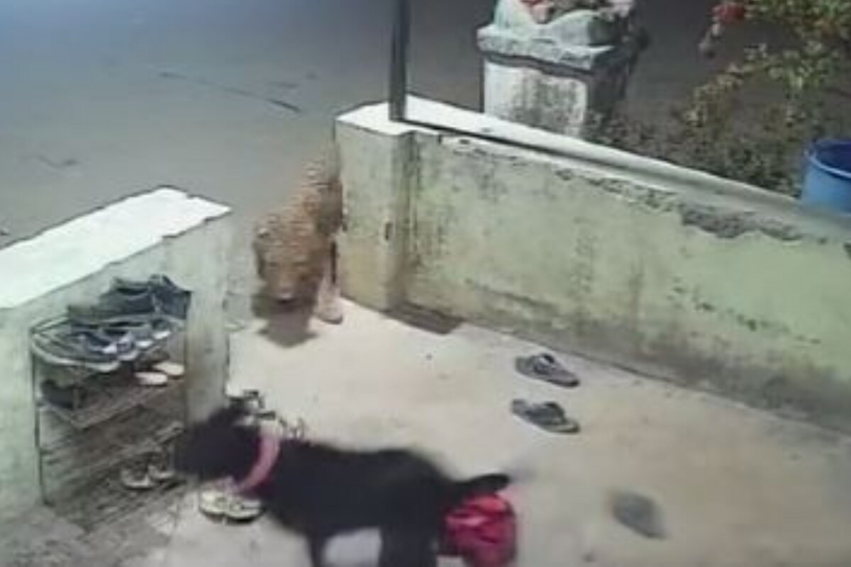 Pit Bull Mauls 82-Year-old Lucknow Woman, Pet Handed to Authorities Pit Bull Mauls 82-Year-old Lucknow Woman, Pet Handed to Authorities