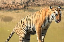 India Lost 329 Tigers in 3 Years, 29 of Them Due to Poaching: Govt