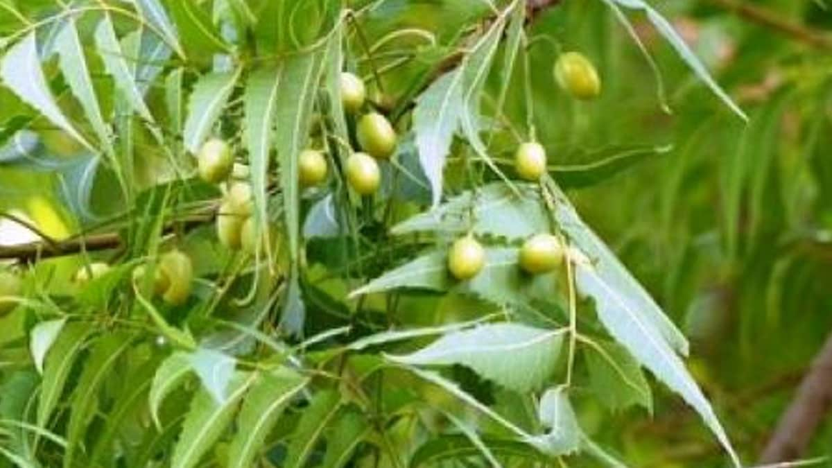 Kolkata's Neem Trees Dying, Experts Say Climate Change to be Blamed