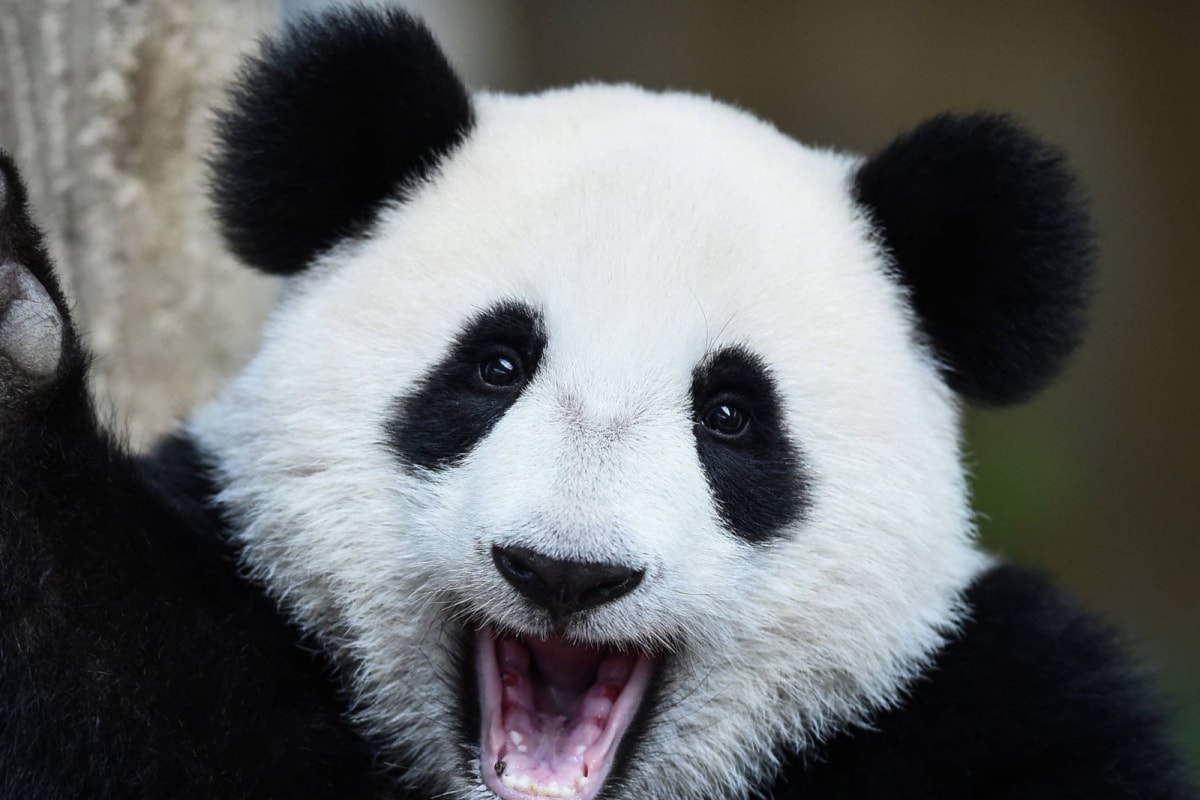 TikTok Conspiracy Theory: 'Pandas Aren't Real' Is New Hot Claim
