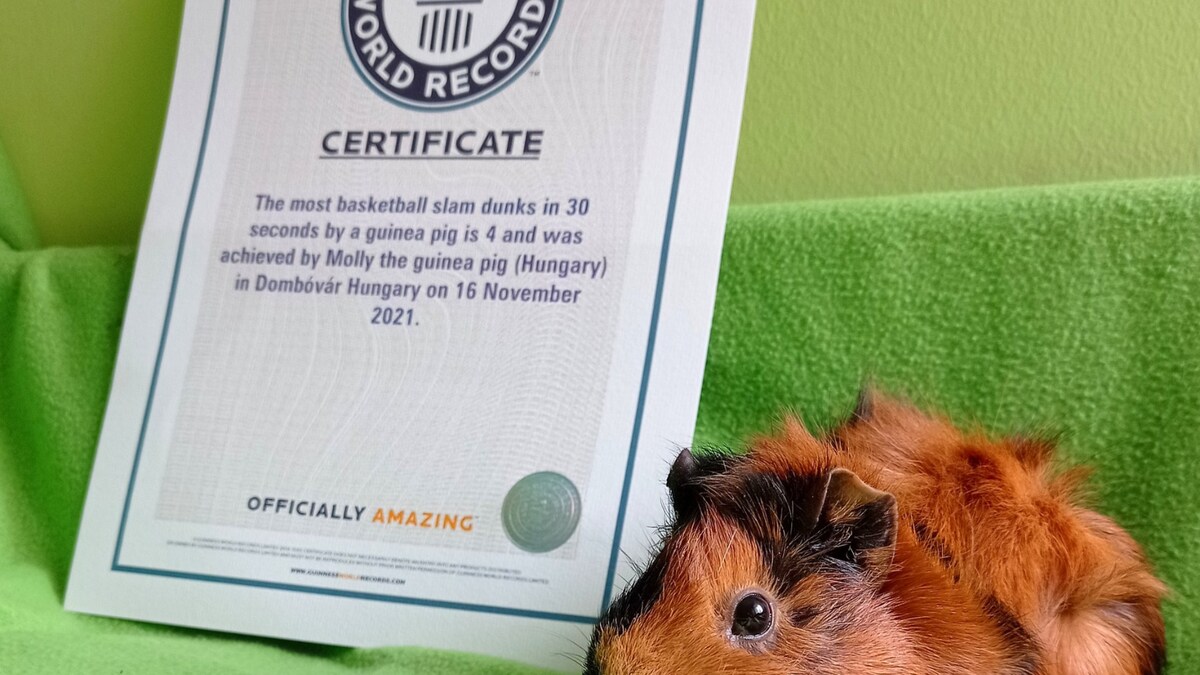 WATCH Guinea Pig Breaks Guinness World Record for Most Basketball Slam(01)