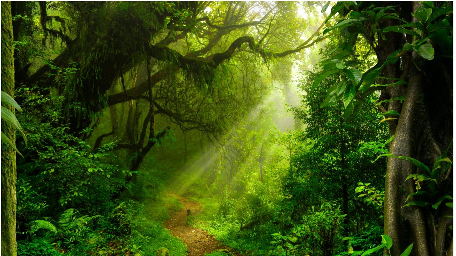 World Rainforests Day 2022: Theme, History, Significance - Latest News ...