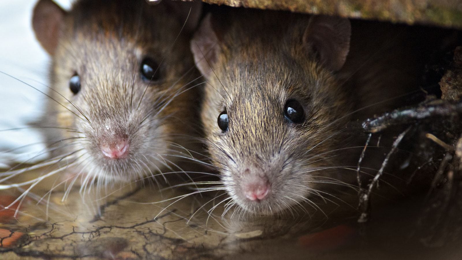 Mice trained to rescue earthquake survivors wear mini backpacks and save lives