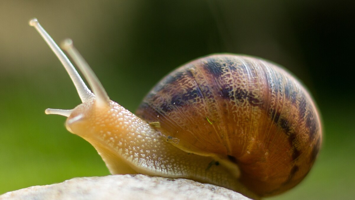 Snails are 'Slowly' Reclaiming Their Culinary Fame in Vienna, Here's