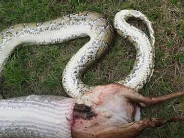 Largest Burmese Python Caught in Florida is 18 Feet Long, Weighs a ...