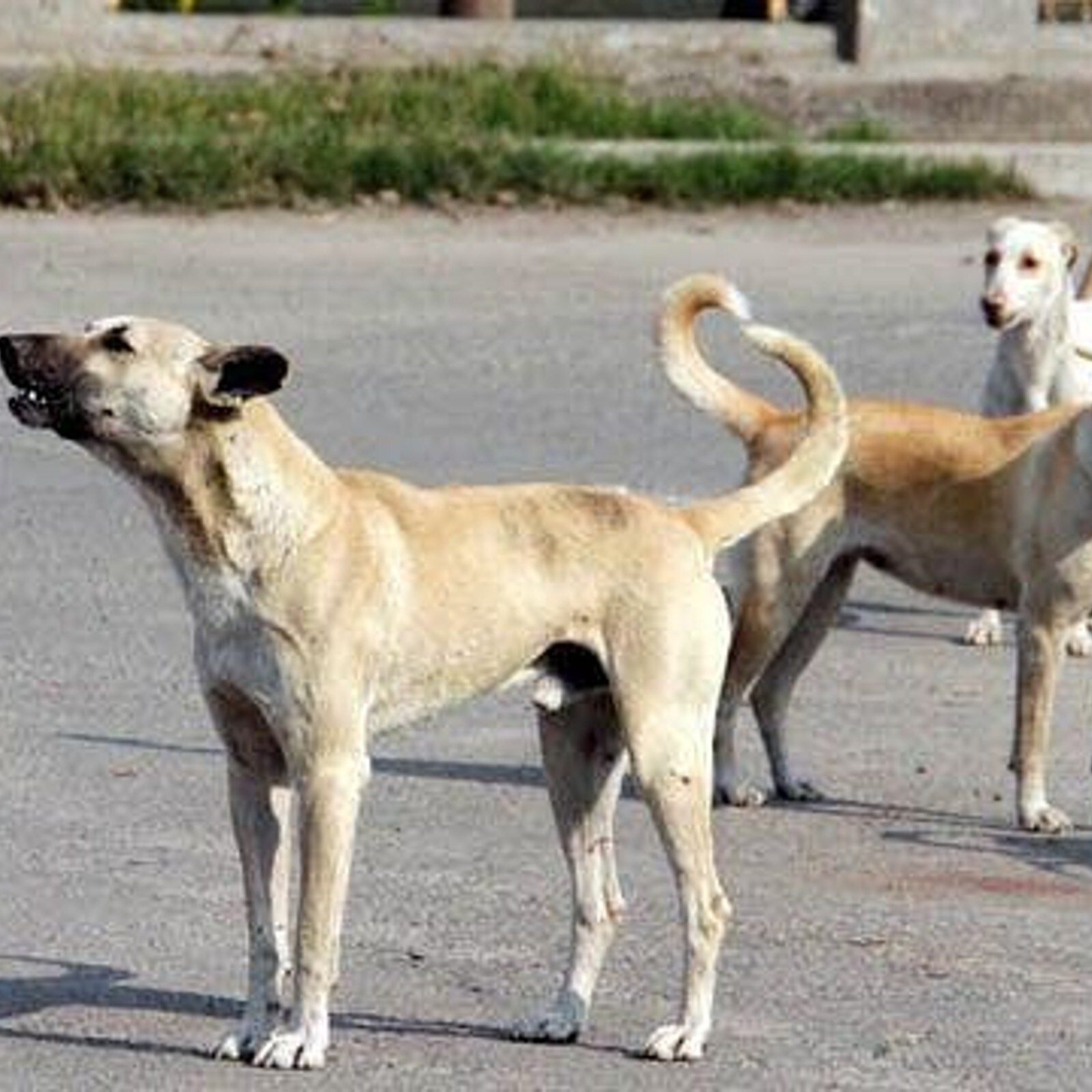 Stray Dog Menace Continues in Kerala; Man Succumbs to Injuries after  Accident