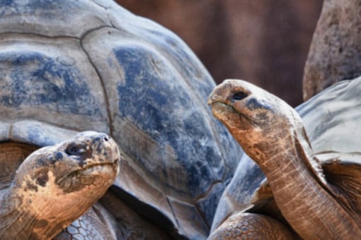 Forever Young: Many Cold-blooded Creatures Don't Age, Studies Show Forever Young: Many Cold-blooded Creatures Don't Age, Studies Show