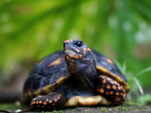 Family's Pet Tortoise Discovered in Attic After 30 Years is Still Alive ...