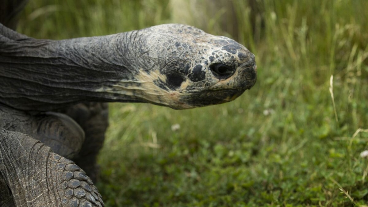 Rare Albino Galapagos Giant Tortoise Made its Public Debut at Swiss Zoo ...