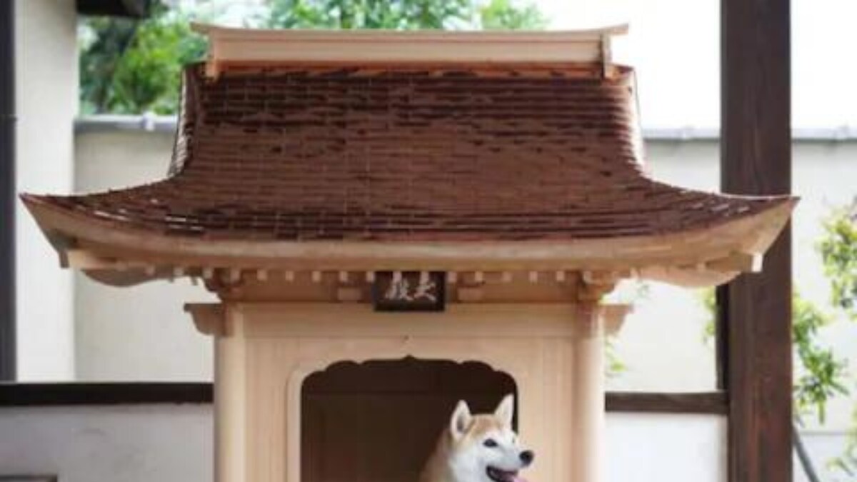 Japanese Company Comes Up With a Staggering Rs 1 Cr Dog House Idea - News18