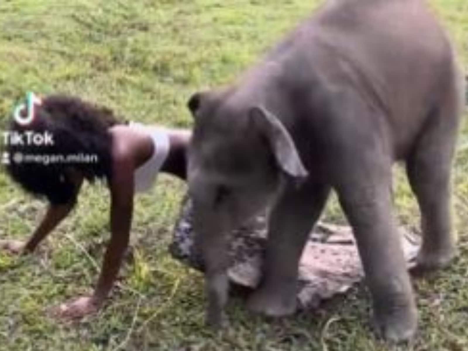 New Sexy Bf Elephant And Girls Bf Hd Videos - WATCH: Playful Baby Elephant Gets Too Close to Woman, Jumbo's Older Sister  Intervenes - News18