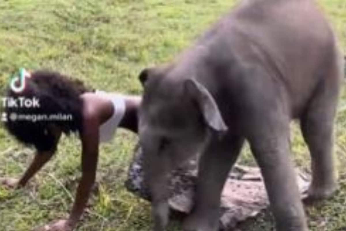 Elephant Aur Girl Ka Sex - WATCH: Playful Baby Elephant Gets Too Close to Woman, Jumbo's Older Sister  Intervenes - News18