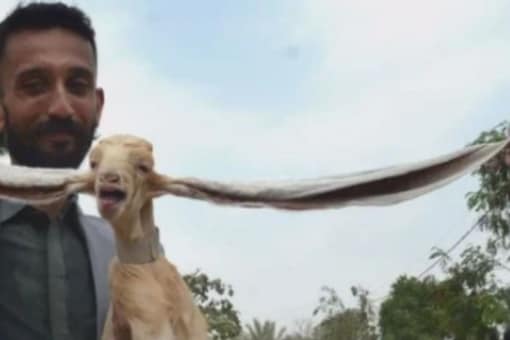 Meet Simba, the Young Goat from Pakistan with 19-Inch Long Ears Meet Simba, the Young Goat from Pakistan with 19-Inch Long Ears