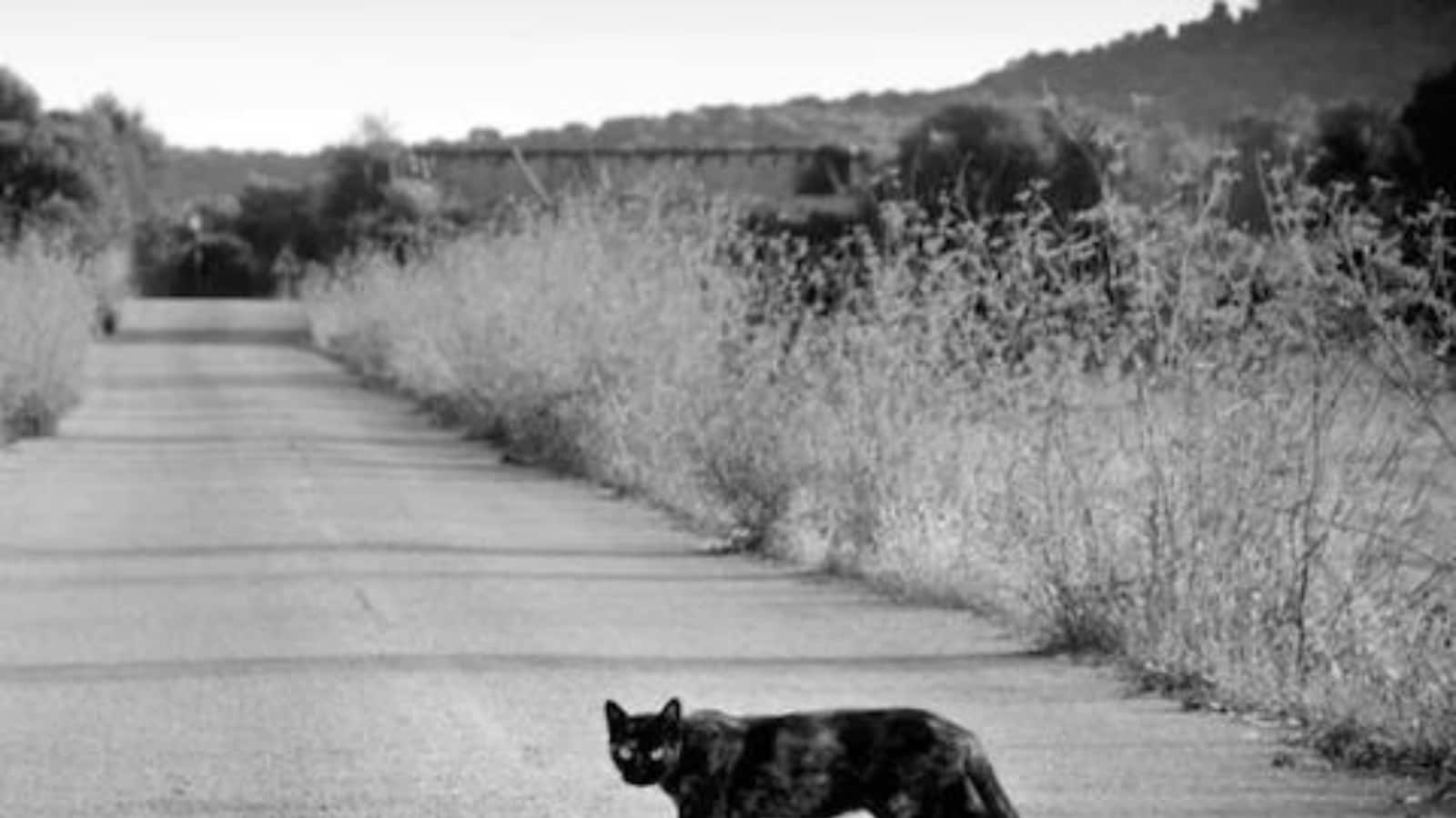Why People Stop Their Cars When a Black Cat Crosses Path